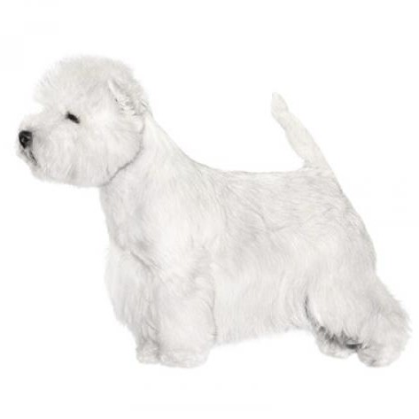 Вест хайленд вайт терьер (модельная стрижка)