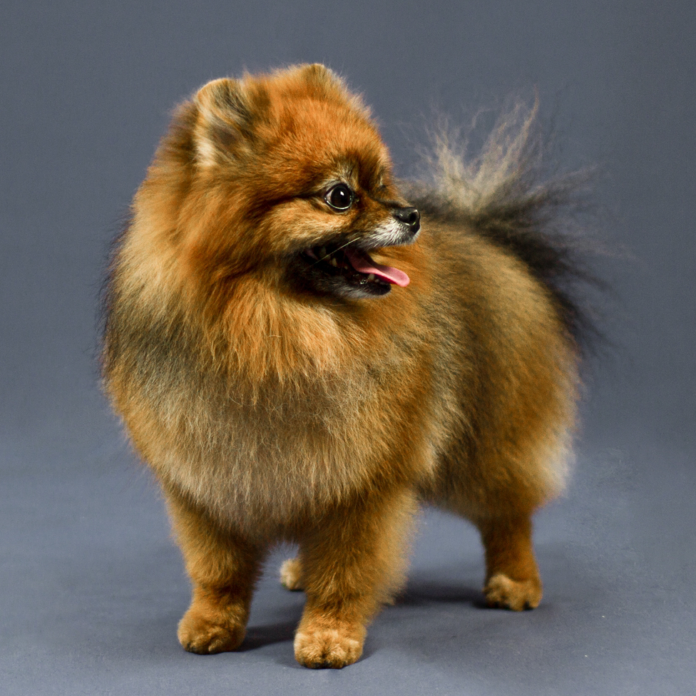 Премиум Грум