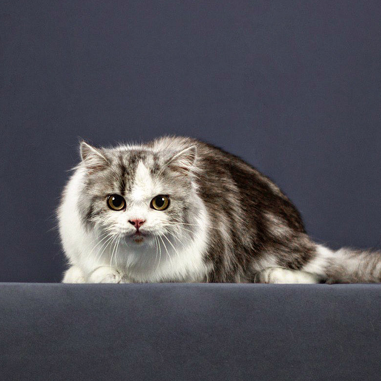 Премиум Грум