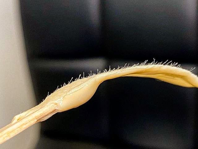 Корекція брів пінцет/віск