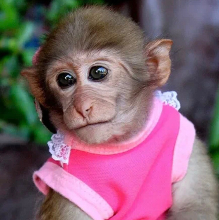 Студия красоты Мартышки