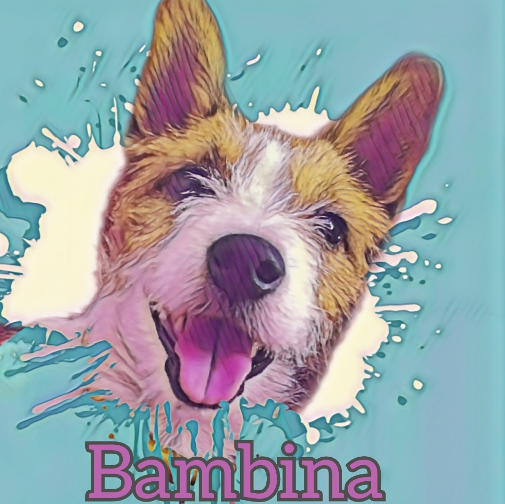 Bambina зоосалон